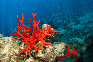 Coral gemstone